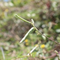 Vigna trilobata (L.) Verdc.